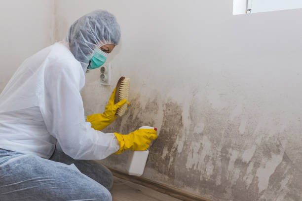 Best Mold Removal Process  in Stewart Manor, NY