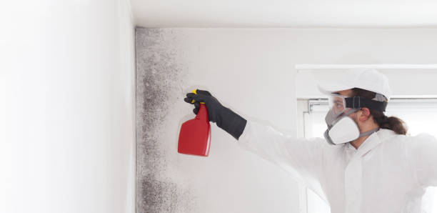 Best Mold Damage Repair  in Stewart Manor, NY