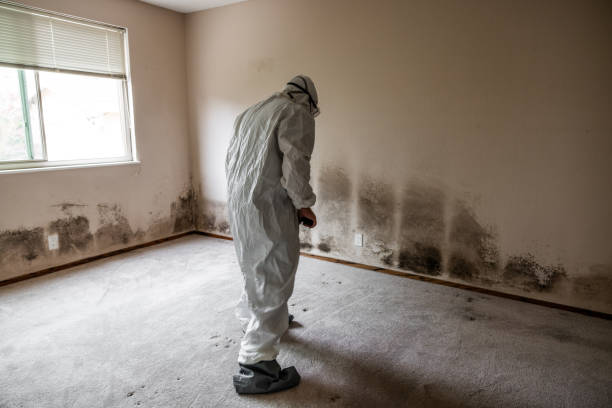 Certified Mold Removal in Stewart Manor, NY